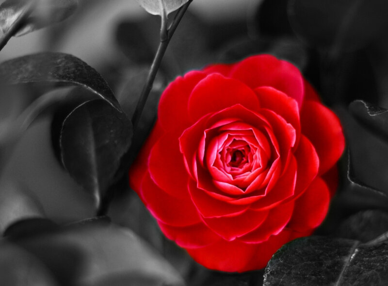 Red Rose Flower — Dramatic, Photograph, Leaf, Petal