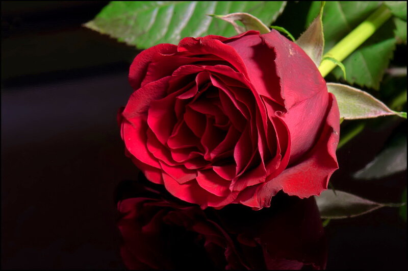 Red Rose Flower — Dramatic, Photograph, Leaf, Stem