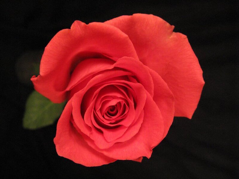 Red Rose Flower — Dramatic, Photograph, Leaf