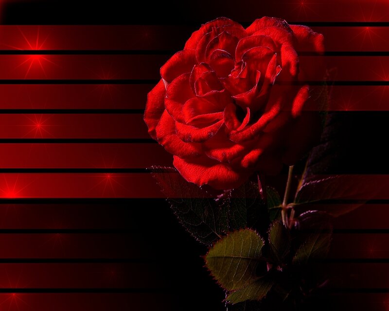 Red Rose Flower — Dramatic, Photograph, Leaves, Stars