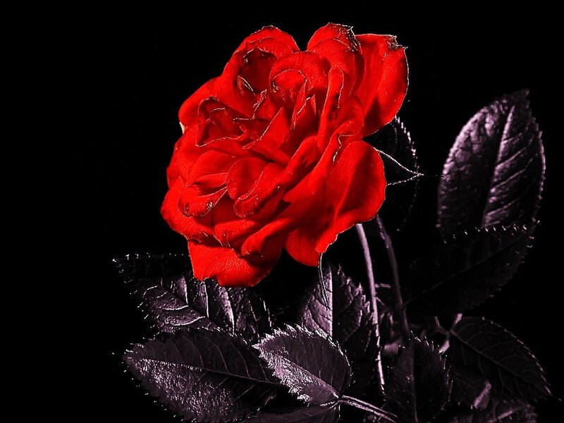Red Rose Flower — Dramatic, Photograph, Leaves, Stem, Black