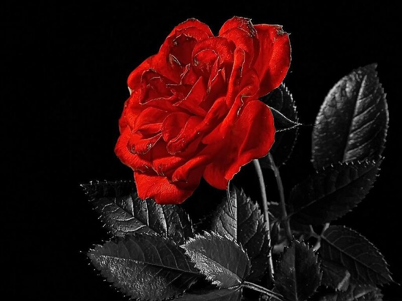 Red Rose Flower — Dramatic, Photograph, Leaves, Stem