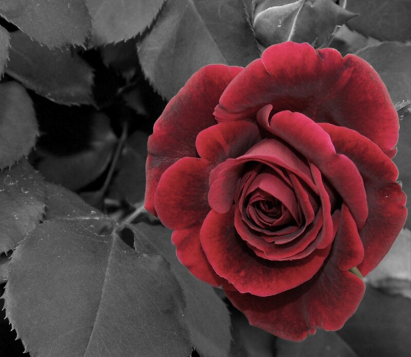 Red Rose Flower — Dramatic, Photograph, Leaves