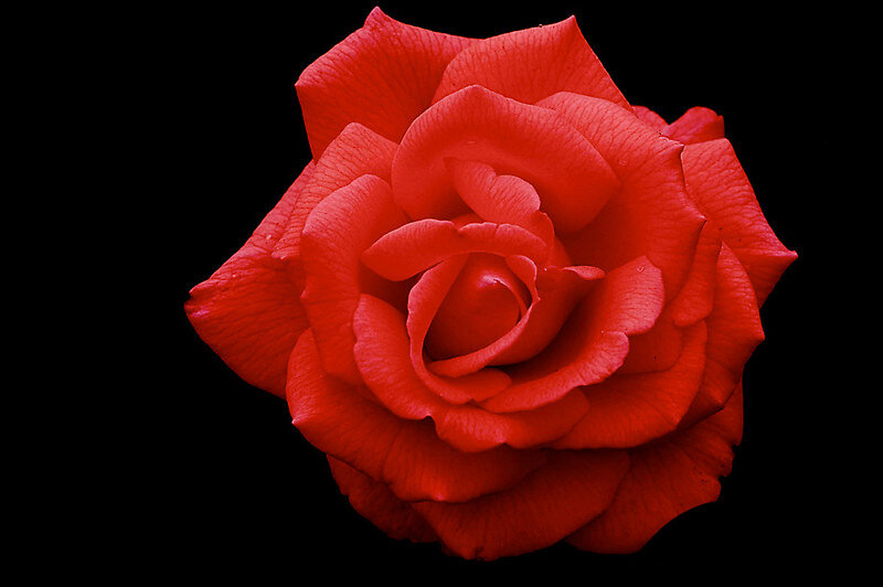 Red Rose Flower — Dramatic, Photograph, Petals, Black