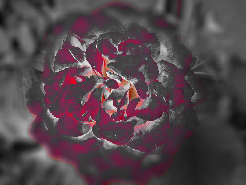 Red Rose Flower — Dramatic, Photograph, Petals, Center