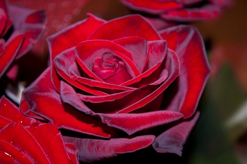 Red Rose Flower — Dramatic, Photograph, Petals, Droplets