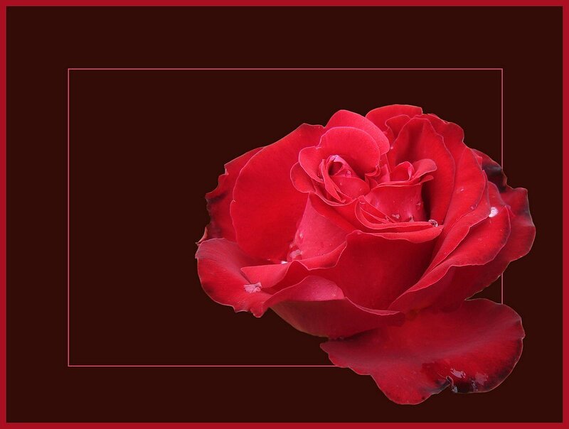 Red Rose Flower — Dramatic, Photograph, Petals, Frame