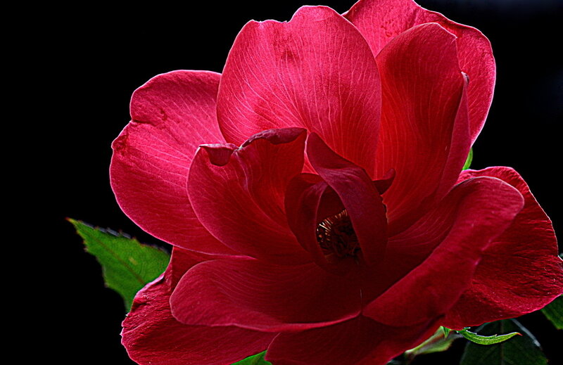 Red Rose Flower — Dramatic, Photograph, Petals, Leaf