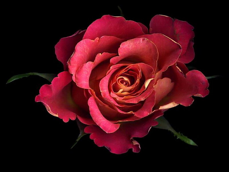 Red Rose Flower — Dramatic, Photograph, Petals, Leaves