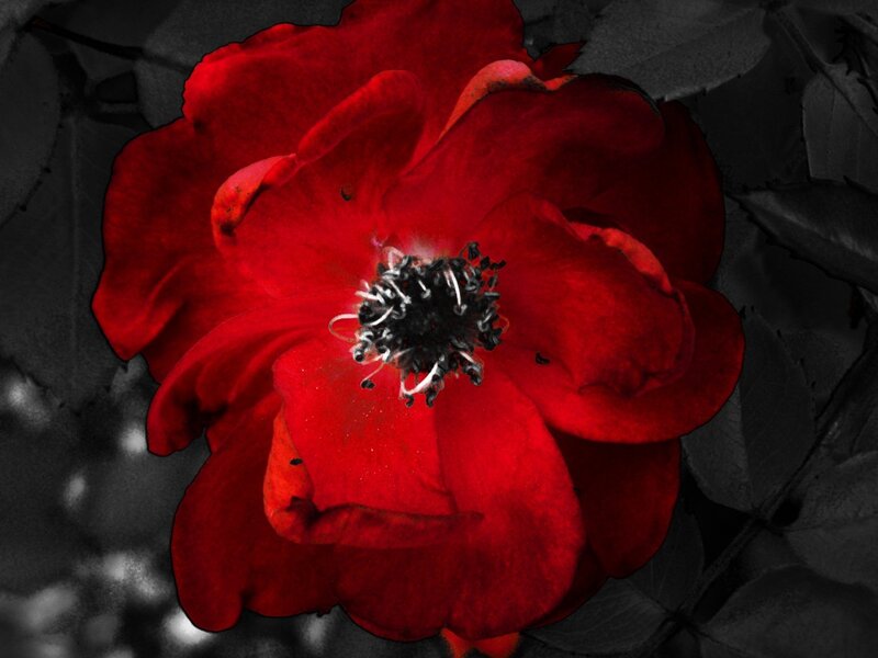 Red Rose Flower — Dramatic, Photograph, Petals, Stamen