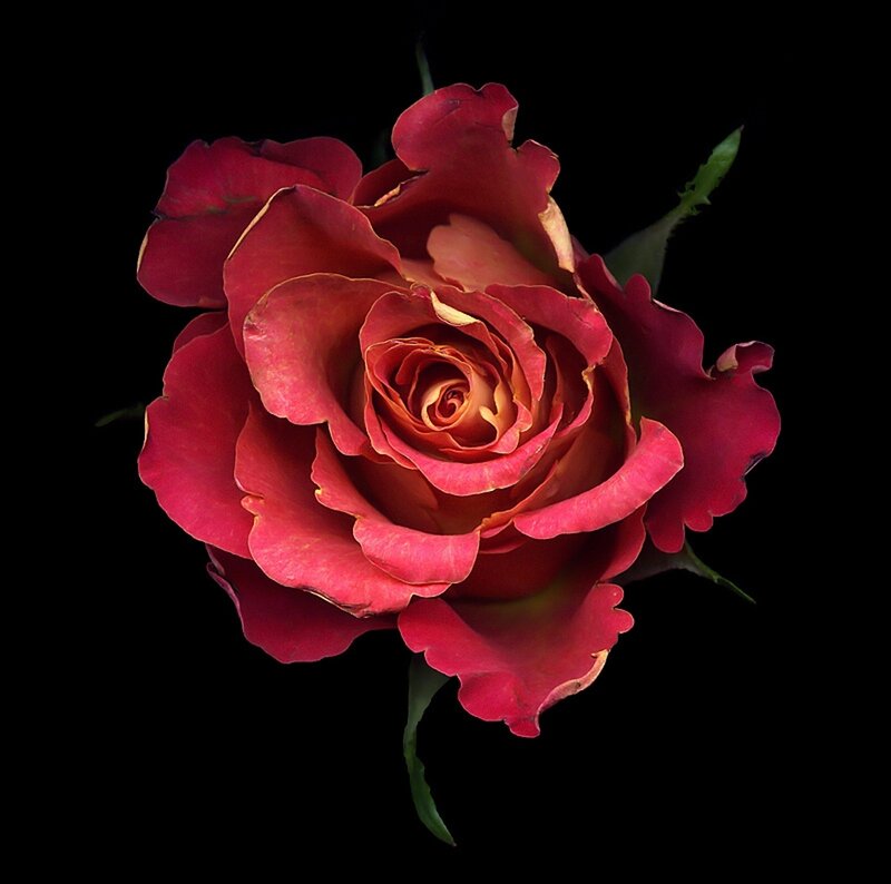 Red Rose Flower — Dramatic, Photograph, Petals, Stem, Leaf