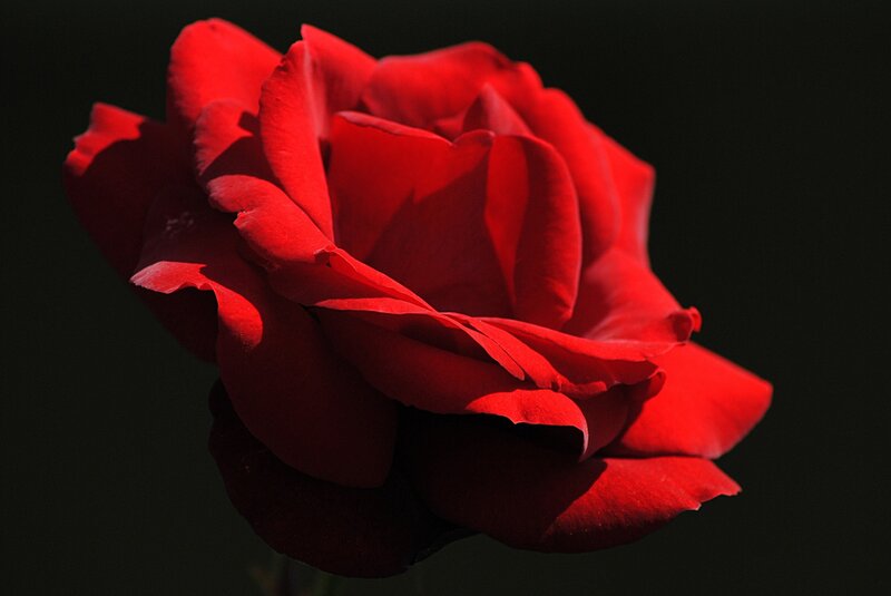 Red Rose Flower — Dramatic, Photograph, Petals, Stem
