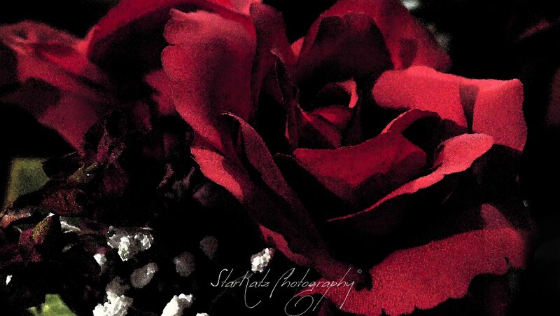 Red Rose Flower — Dramatic, Photograph, Petals