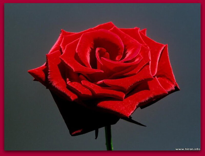 Red Rose Flower — Dramatic, Photograph, Stem, Background