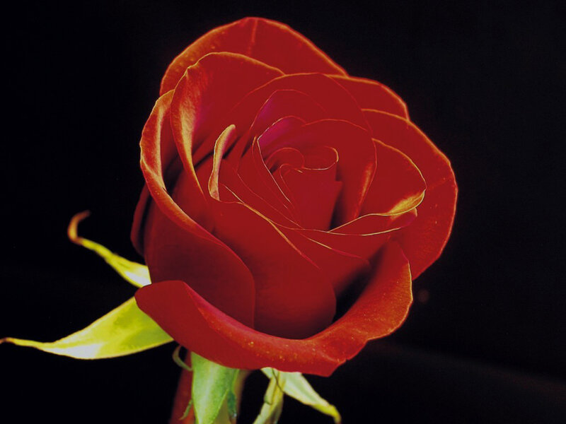 Red Rose Flower — Dramatic, Photograph, Stem, Leaf