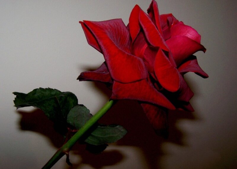 Red Rose Flower — Dramatic, Photograph, Stem, Leaf, Wall