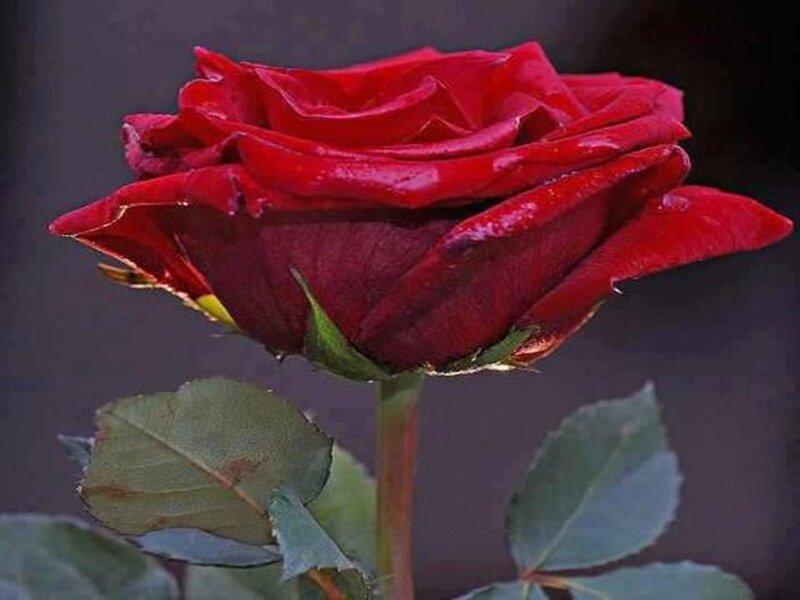Red Rose Flower — Dramatic, Photograph, Stem, Leaves