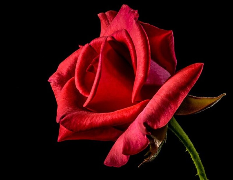 Red Rose Flower — Dramatic, Photograph, Stem, Petals