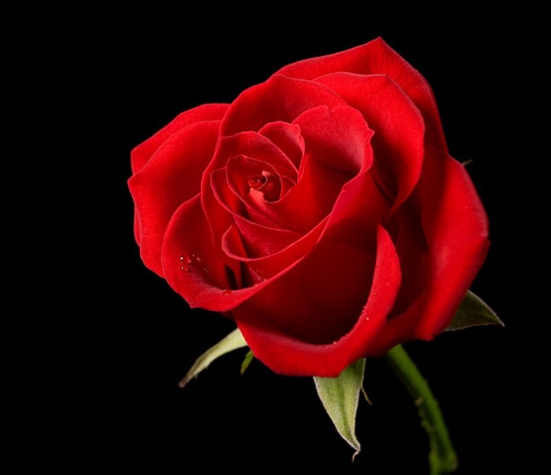 Red Rose Flower — Dramatic, Photograph, Stem