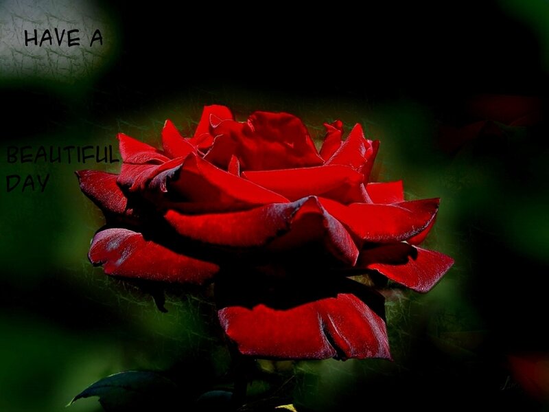 Red Rose Flower — Dramatic, Photograph, Text
