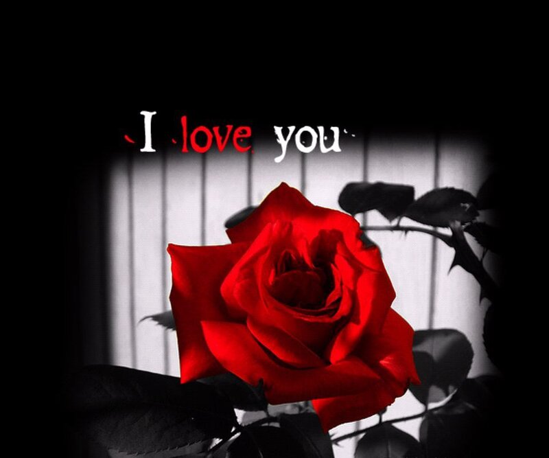 Red Rose Flower — Dramatic, Photograph