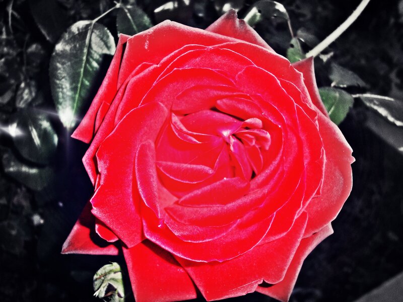 Red Rose Flower — Dramatic