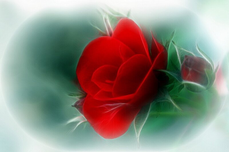 Red Rose Flower — Dreamy, Digital Art