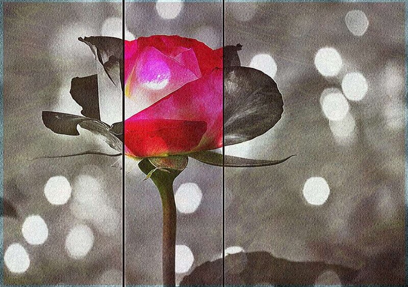 Red Rose Flower — Dreamy, Photograph