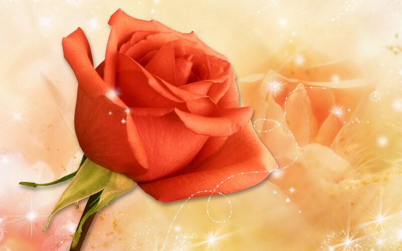 Red Rose Flower — Dreamy