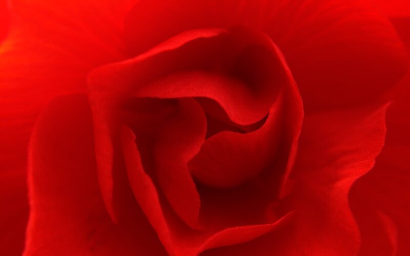 Red Rose Flower — Intense, Photograph, Petals