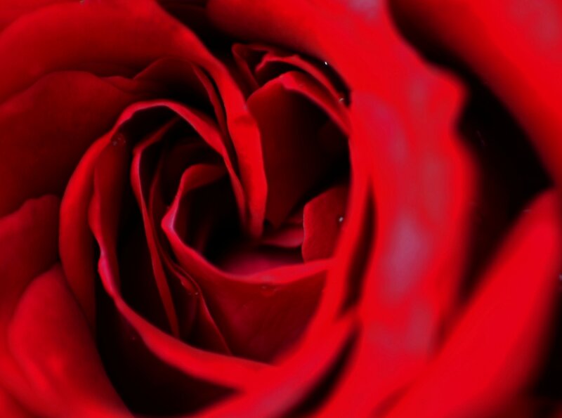 Red Rose Flower — Intense, Photograph