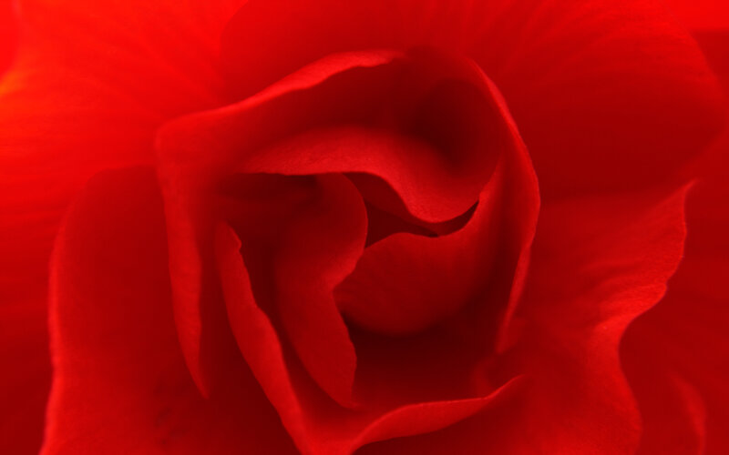 Red Rose Flower — Intense