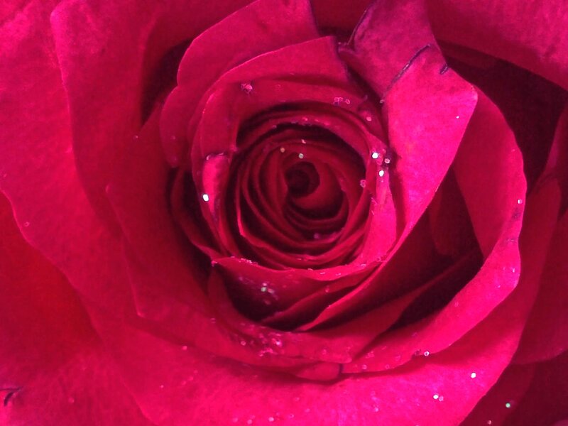 Red Rose Flower — Intimate