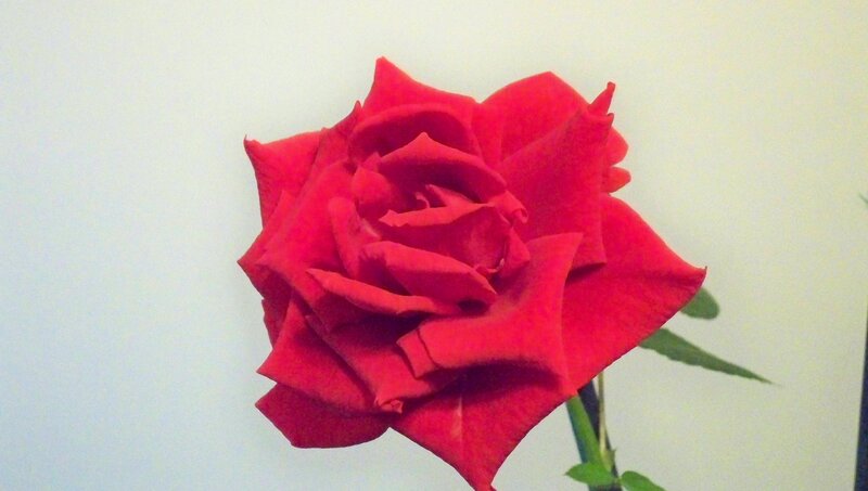 Red Rose Flower — Leaf