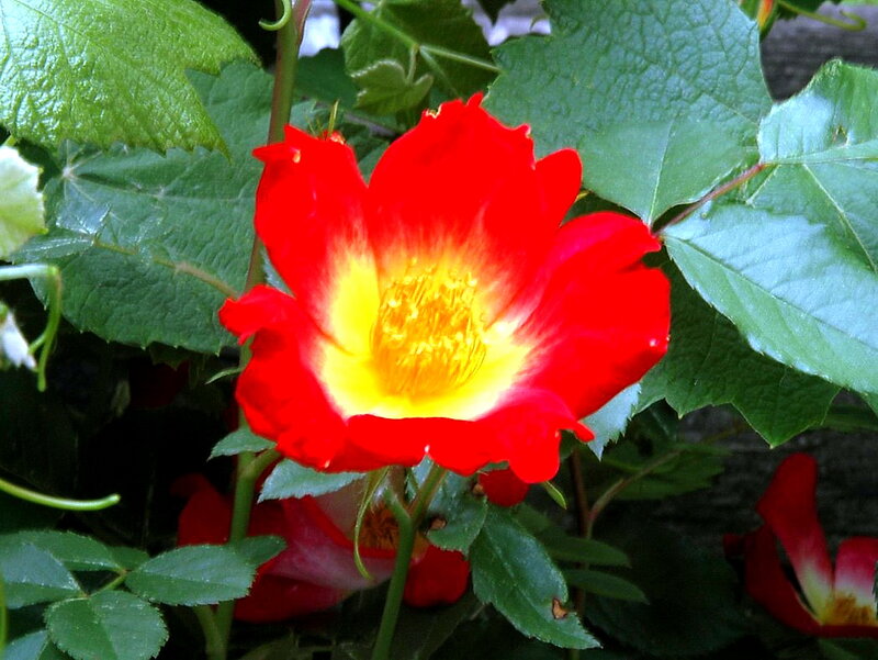 Red Rose Flower — Natural, Afternoon, Photograph, Green Leaves