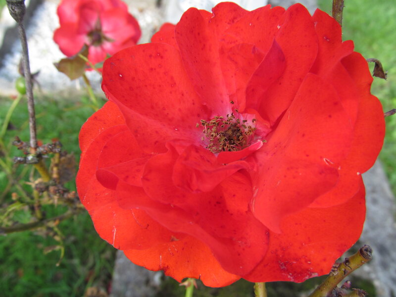 Red Rose Flower — Natural, Afternoon, Photograph, Stem