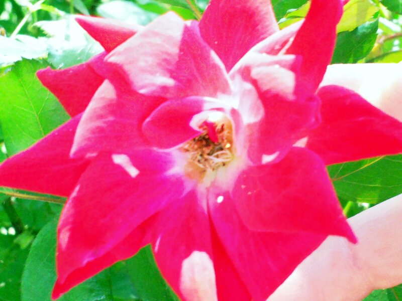 Red Rose Flower — Natural, Afternoon, Photograph