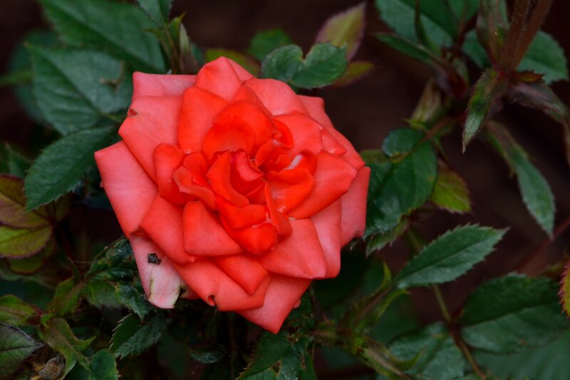 Red Rose Flower — Natural, Photograph, Green Leaves, Thorns