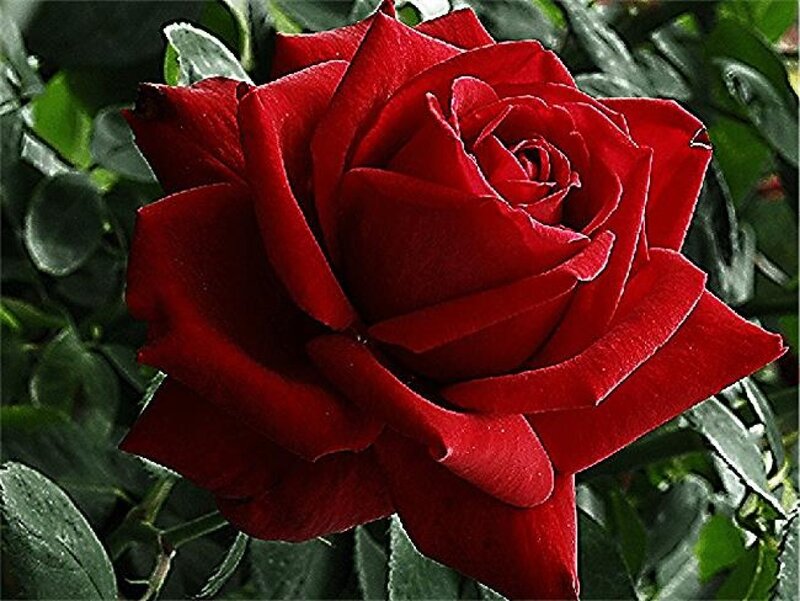 Red Rose Flower — Natural, Photograph, Leaves