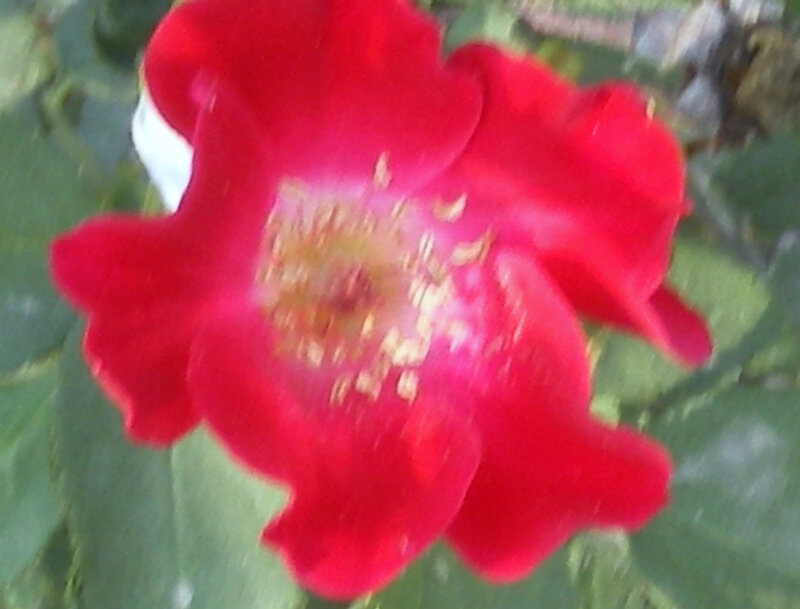 Red Rose Flower — Natural, Photograph