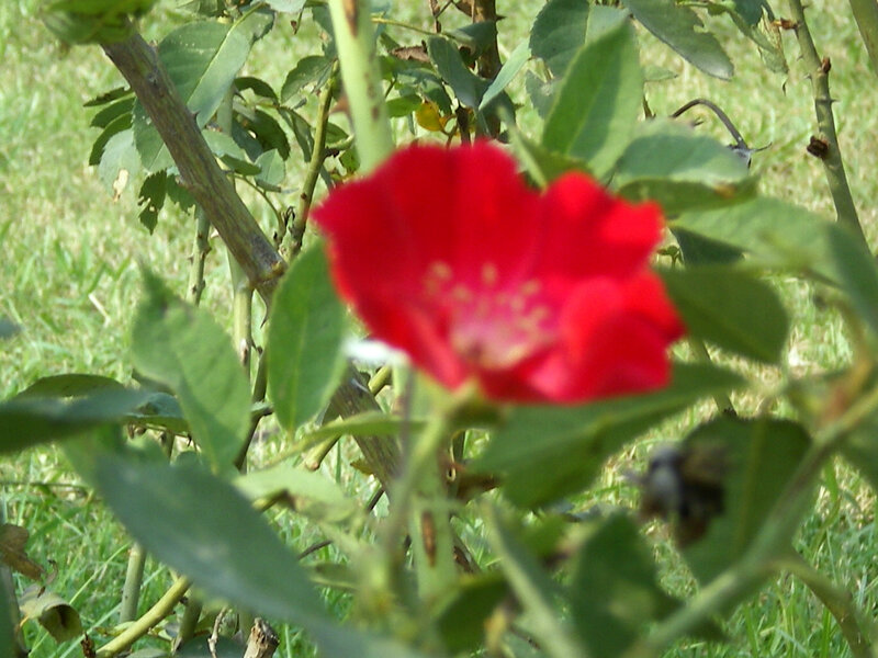 Red Rose Flower — Natural