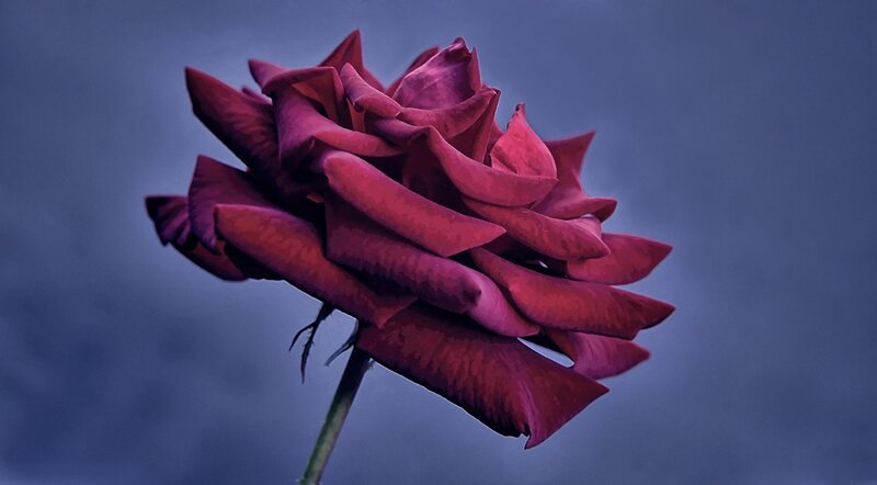 Red Rose Flower — Purple