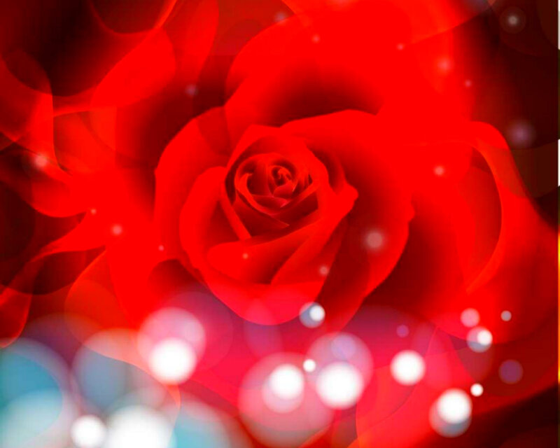 Red Rose Flower — Romantic, Digital Art