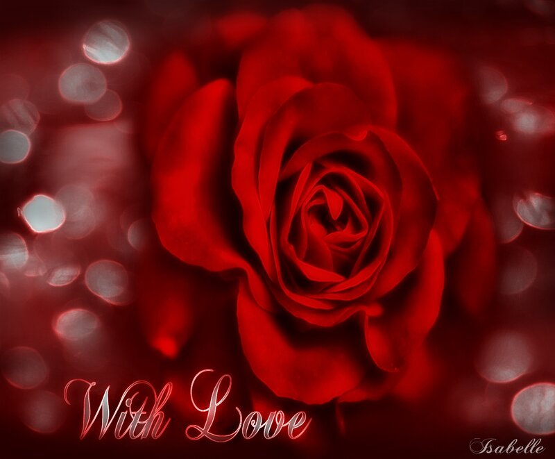 Red Rose Flower — Romantic, Photograph, Bokeh Lights