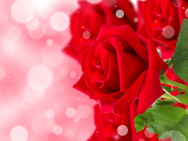 Red Rose Flower — Romantic, Photograph, Green Leaf