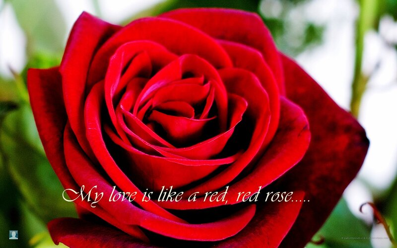 Red Rose Flower — Romantic, Photograph, Green Leaves, Text, Green