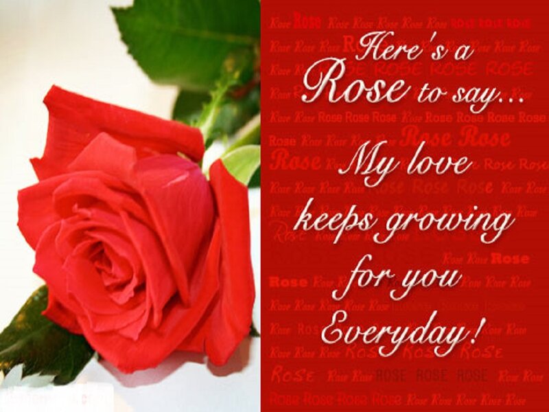 Red Rose Flower — Romantic, Photograph, Green Leaves, Text