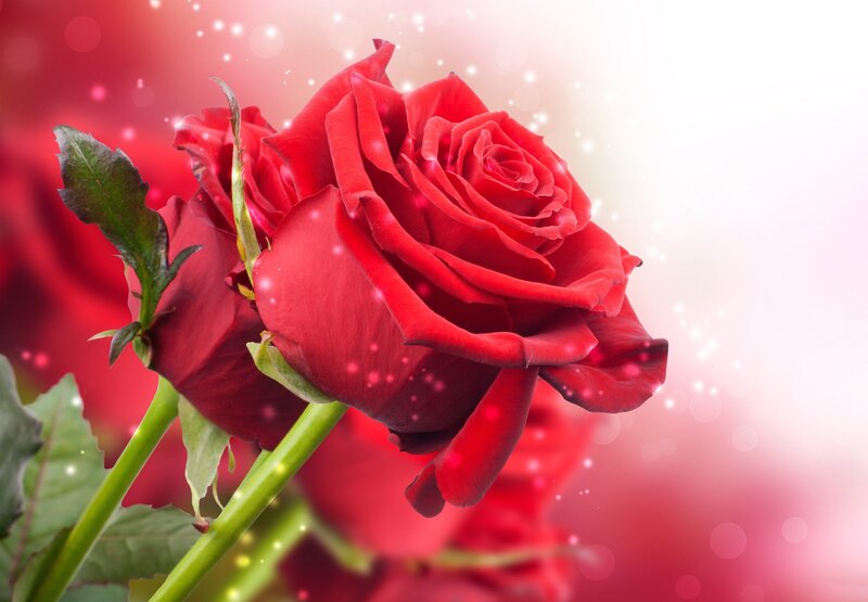 Red Rose Flower — Romantic, Photograph, Green Leaves