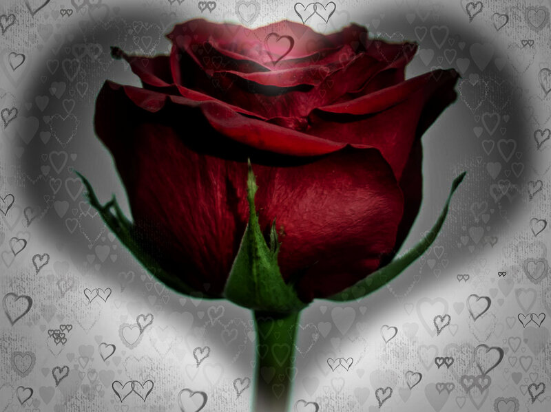 Red Rose Flower — Romantic, Photograph, Heart Shapes