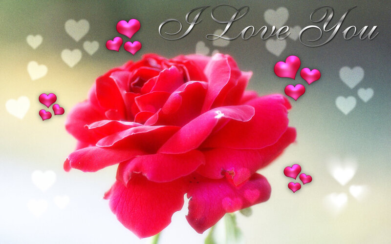 Red Rose Flower — Romantic, Photograph, Hearts, Text